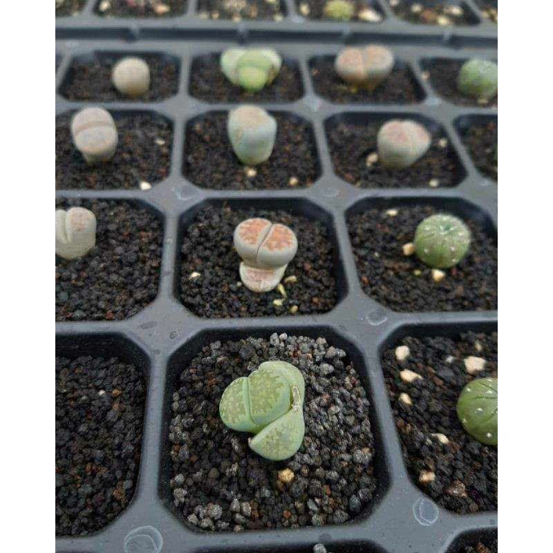 lithops