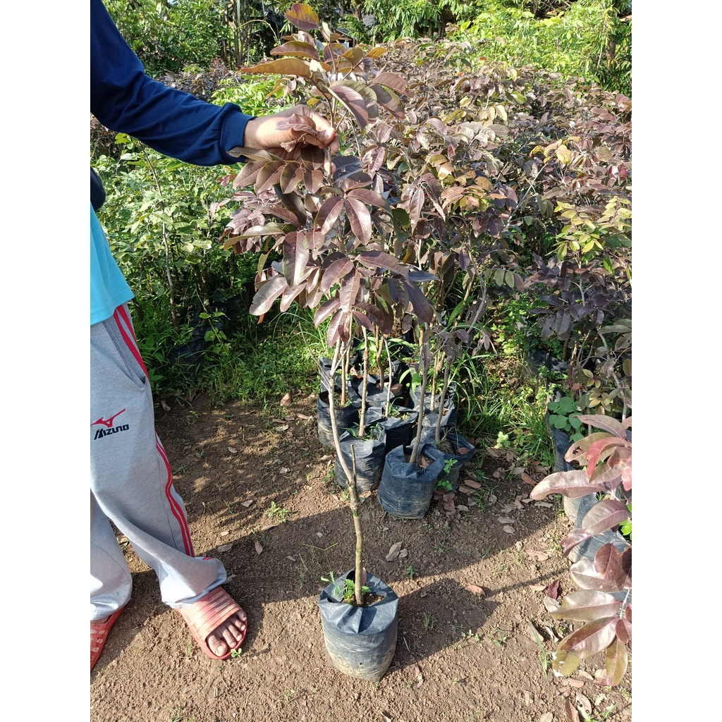 Bibit Kelengkeng Merah 1 Meter