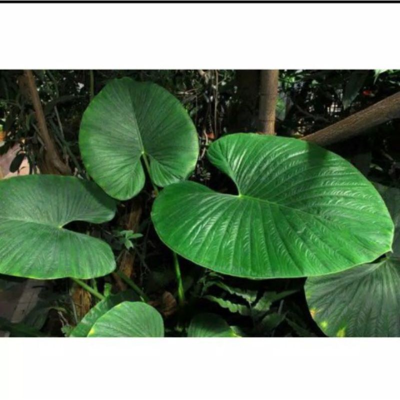 ALOKASIA ALBA /ALOKASIA PILIHAN