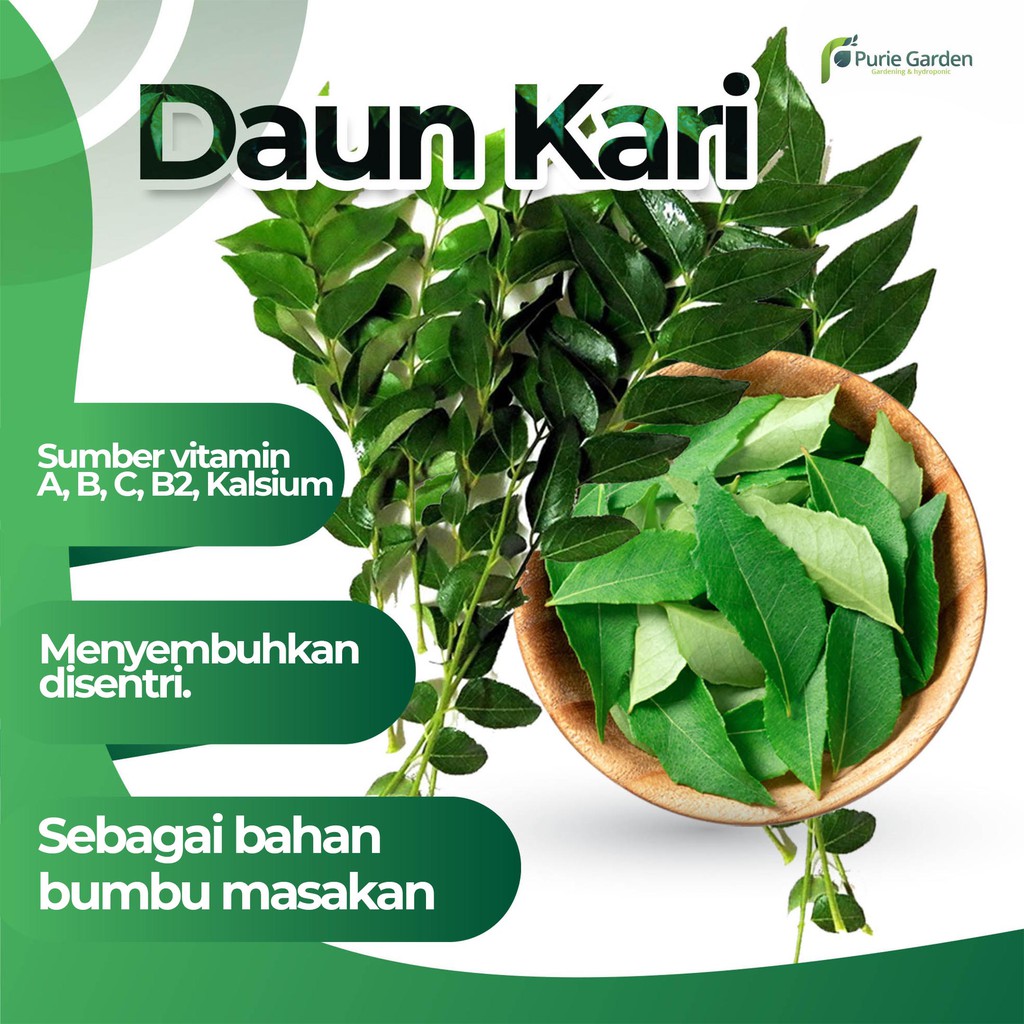 Daun Kari Salam Koja Temurui Segar Kaya Vitamin 100 Helai PG KDR