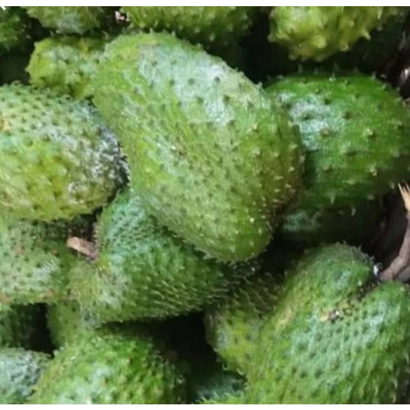 

BUAH SIRSAK BELANDA PER 1 KG