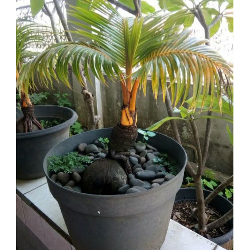 Bonsai Kelapa Gading Oren / bahan bonsai kelapa oren