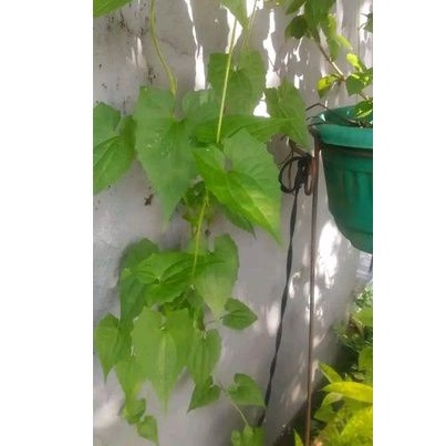

Daun sembung rambat segar per 500 gram