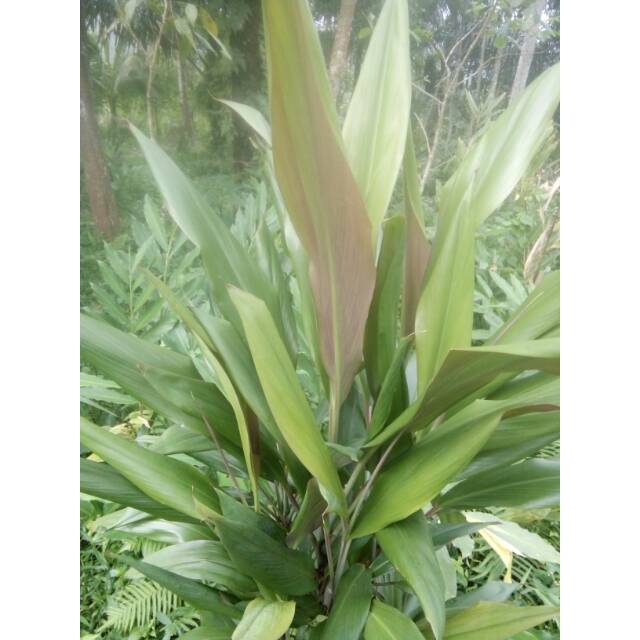 

HANJUANG MERAH/ ANDONG FRESS