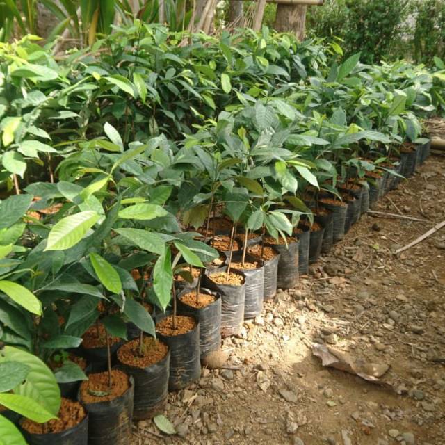 Bibit Pala // Bibit Buah Pala
