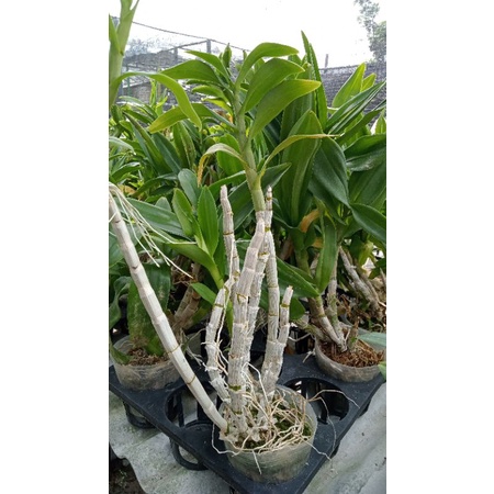 dendrobium dewasa rimbun