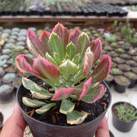 Sukulen Monadenium merah