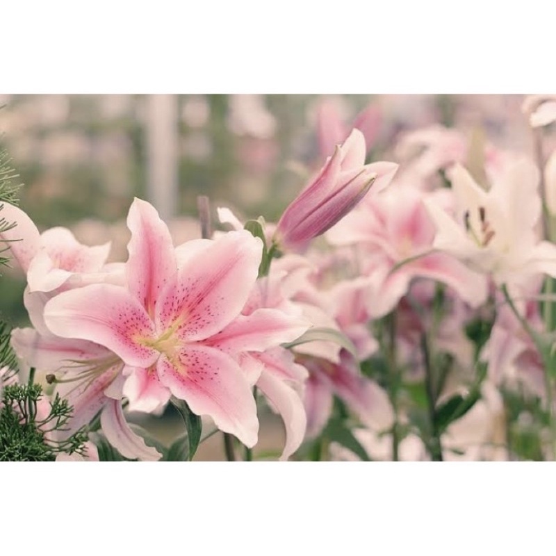 Parfum Ruangan Aroma Reed Diffuser Aesthetic Merk Josmine-LILY