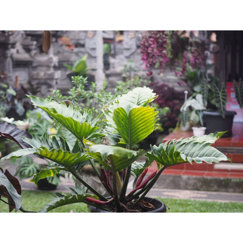 Green Saw / Philo Gergaji Remaja