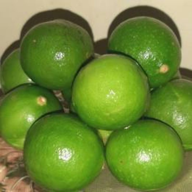 

1 KG BUAH JERUK NIPIS SEGAR-JERUK PECEL