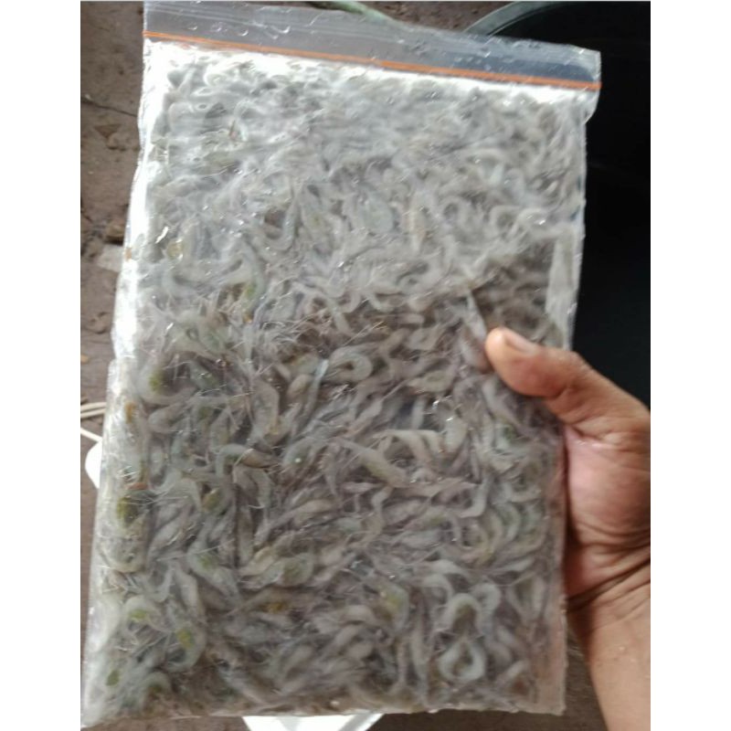 

pakan predator udang beku partai masuk