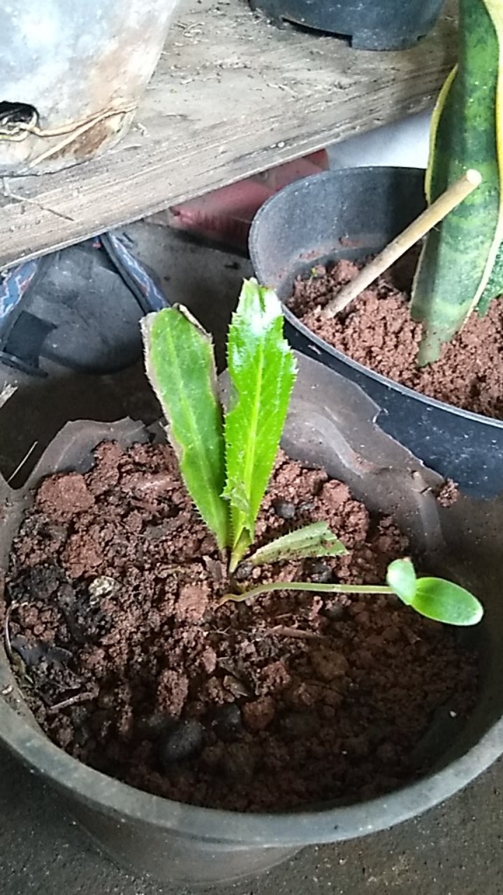 Walang Sangit Bibit Herbal Walang Sangit/tanaman Herbal Walang Sangit