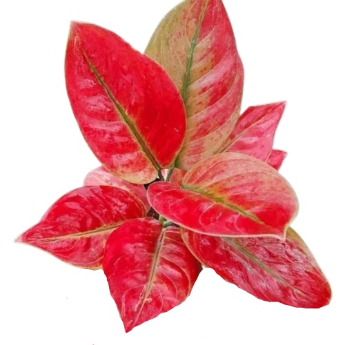 AYUNINDI TANAMAN HIDUP AGLONEMA AYUNINDI