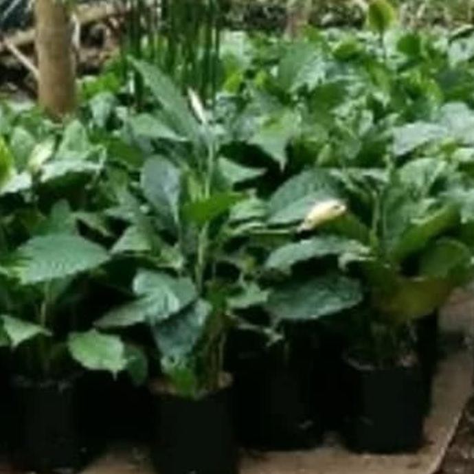 -_- Bibit Tanaman Hias Bunga Lily Spathiphyllum Putih/Peace Lily Putih