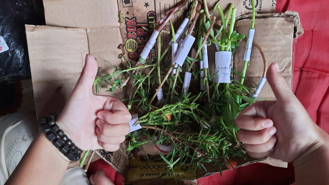 Stek Mossrose / Portulaca / Krokot  Tumpuk Warna Orange  (perbatang)