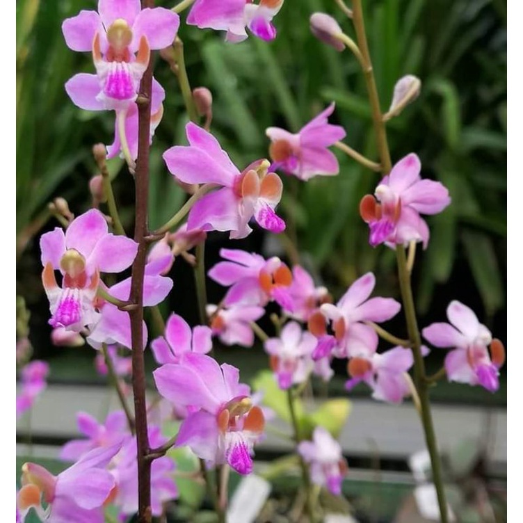 anggrek doritis lidah merah ukuran siap bunga jumbo