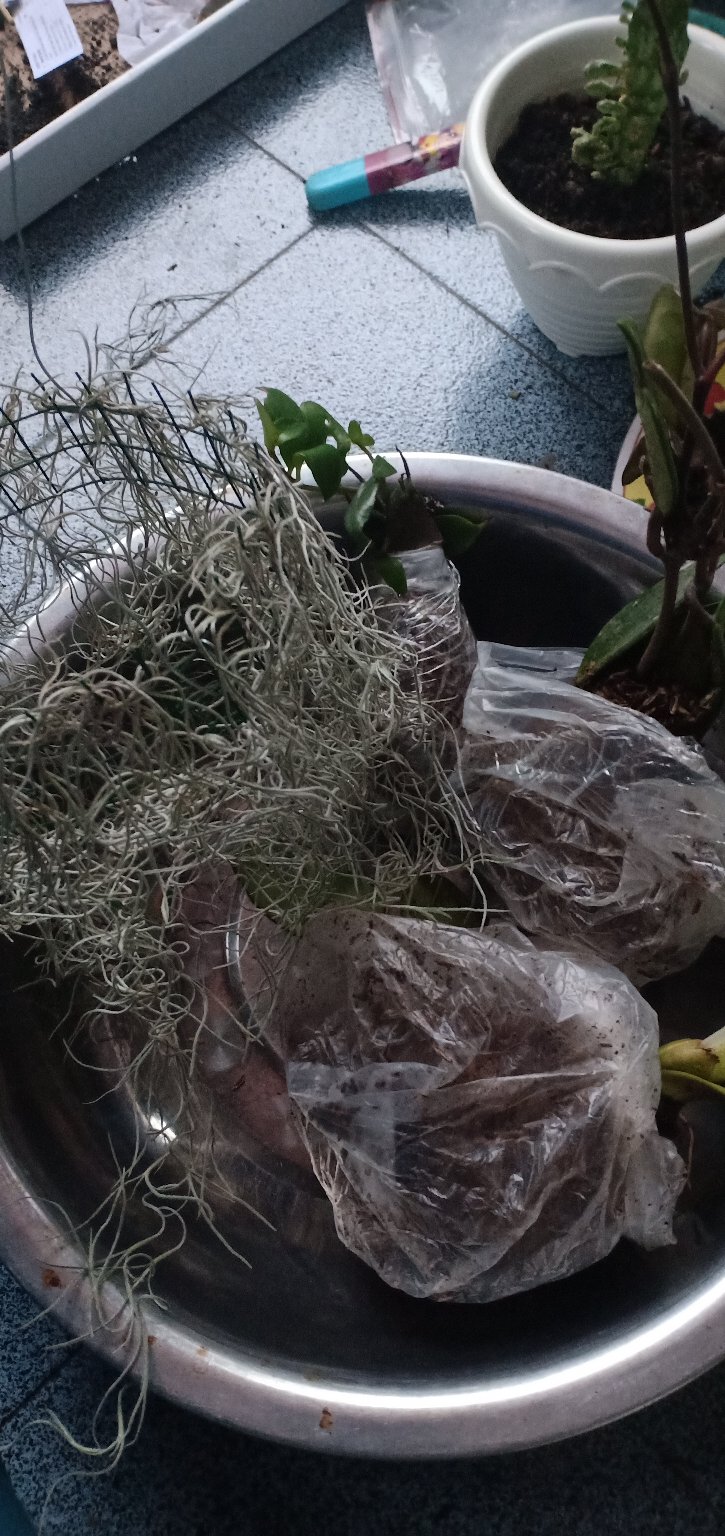 Tanaman Hias Hoya Bunga Merah Mindorensis Red Untuk Tanaman Gantung