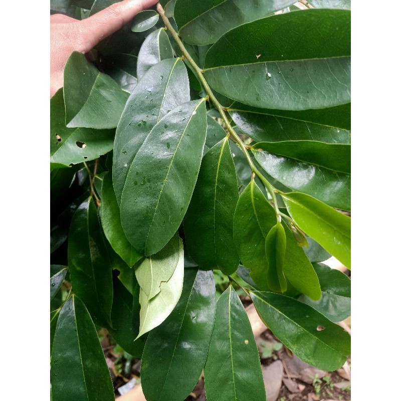 

daun sirsak segar 1 kg