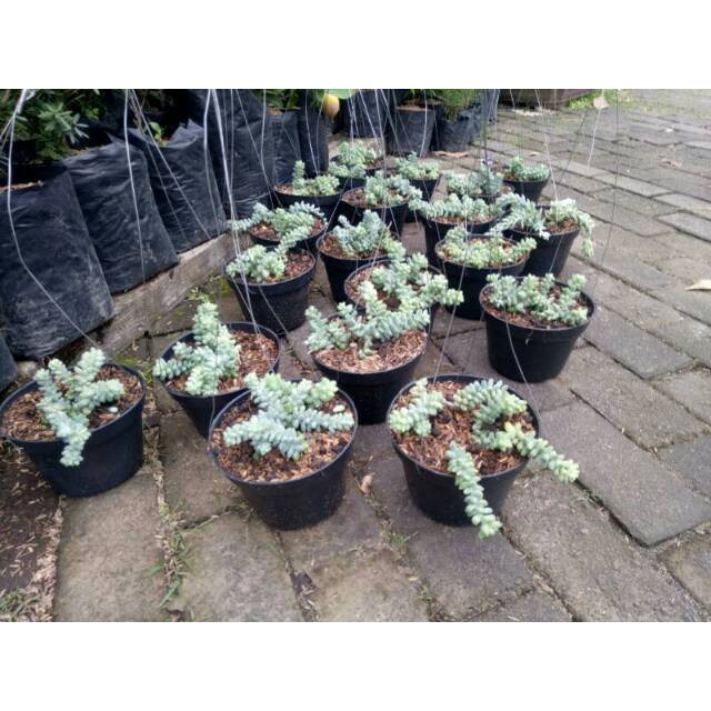 Tanaman Air Terjun Shopee Indonesia Tanaman Air Terjun Shopee Indonesia