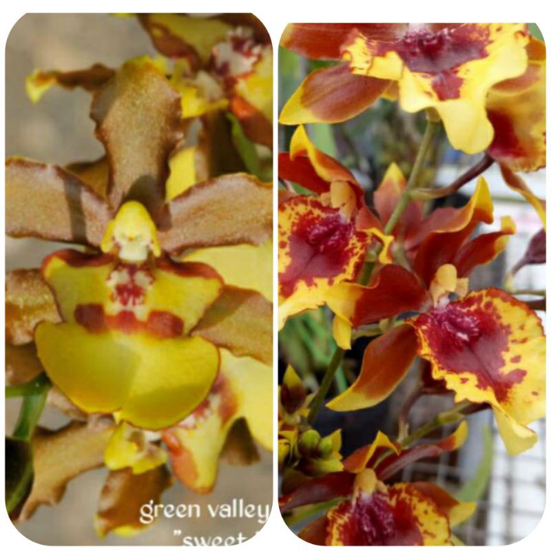 paket duo oncidium grand valley honey dan cameleon