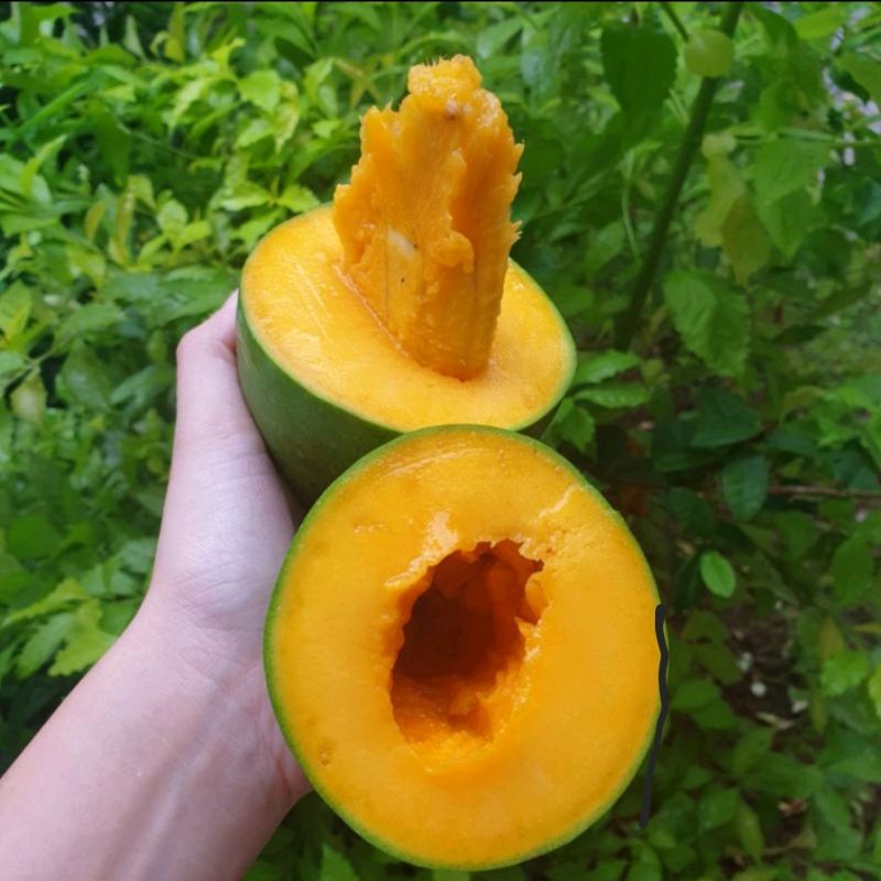 

Bibit Mangga Alpukat / Avocado Asli Produk Sendiri