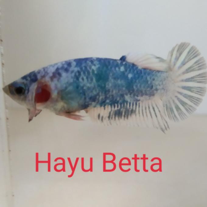 Terbaru Cupang Plakat Multicolor