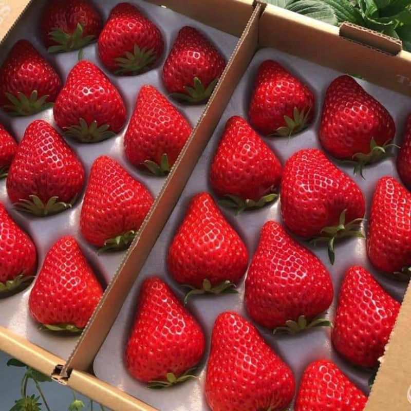 

Strawberry Korea Jumbo Import