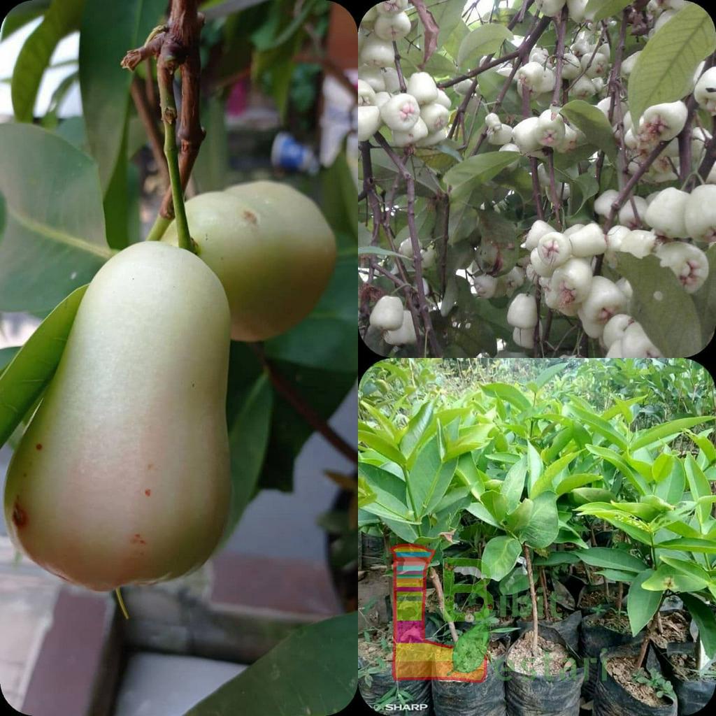 Bibit Jambu Air  Madu Susu - Bibit Jambu Putih - Jambu Air