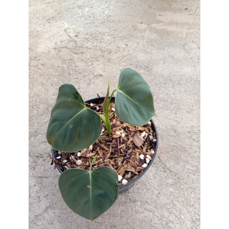 tanaman philodendron lupinum pilo lupinum tanaman rambat