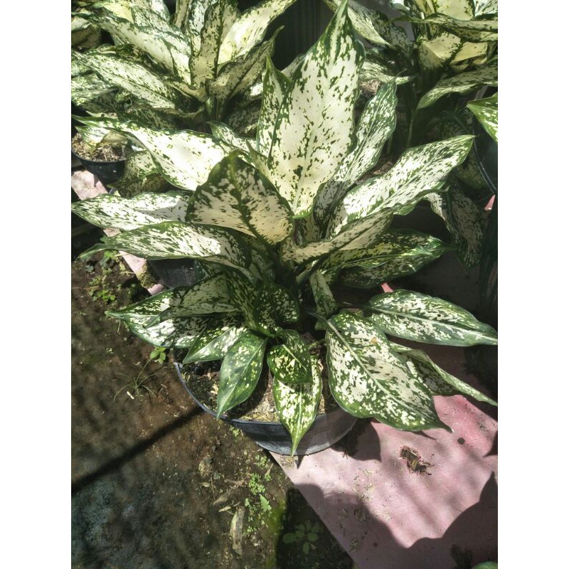 Tanaman hias aglonema snow white (indukan plus anak)