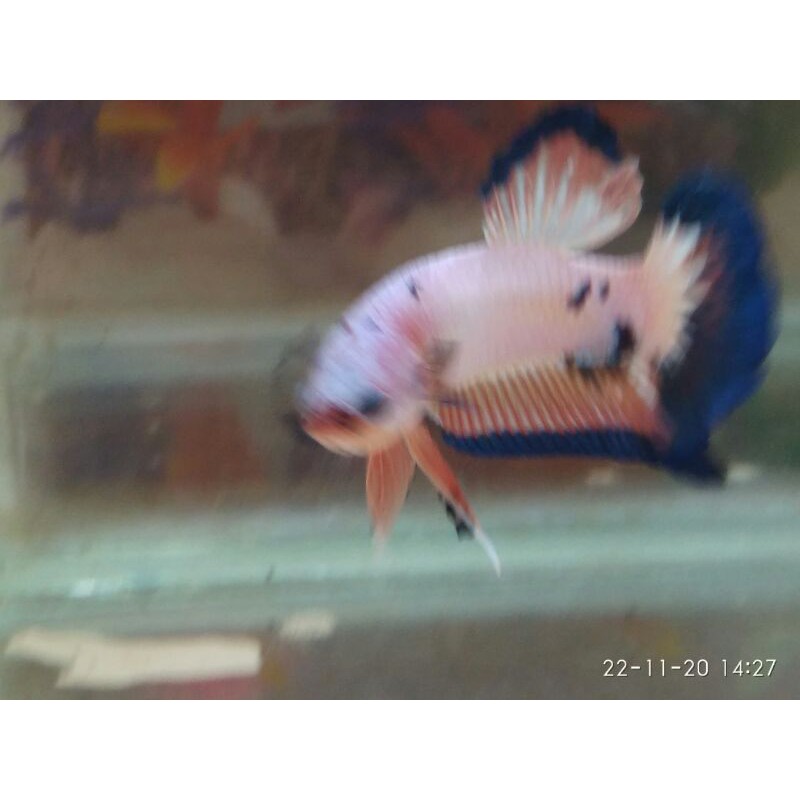 

Cupang Hias MaleFalmingo Siap breed