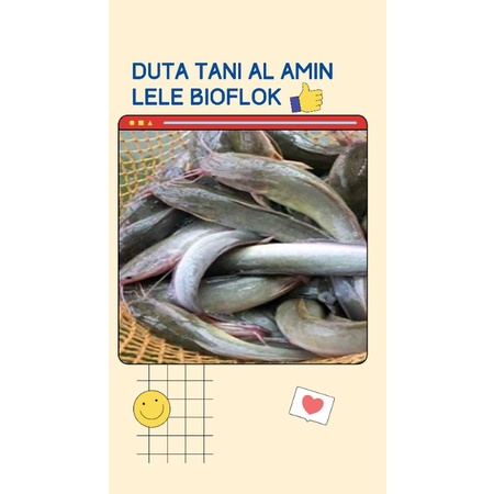 

LELE-BIOFLOK-SANTRI