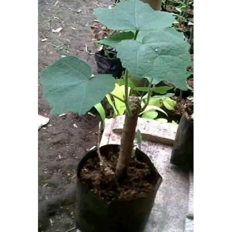 

Bibit bunga waru landak