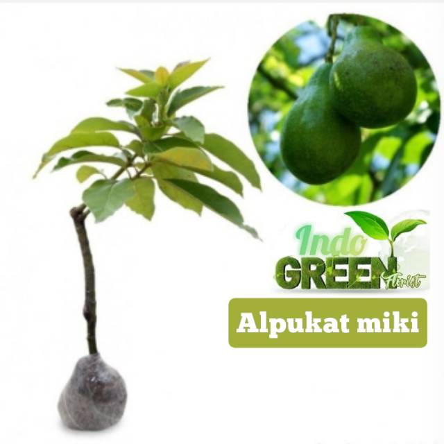 

Paket 3 alpukat ungulan +bonus jambu air citra