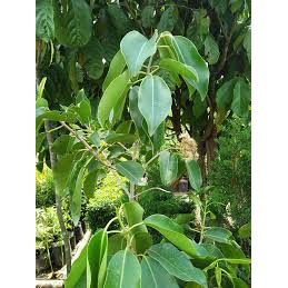 Tanaman Bibit Buah Okulasi JUWET / DUWET Hidup 40cm++ (Macam - Macam Jenisnya) - Bibit Tanaman Pohon