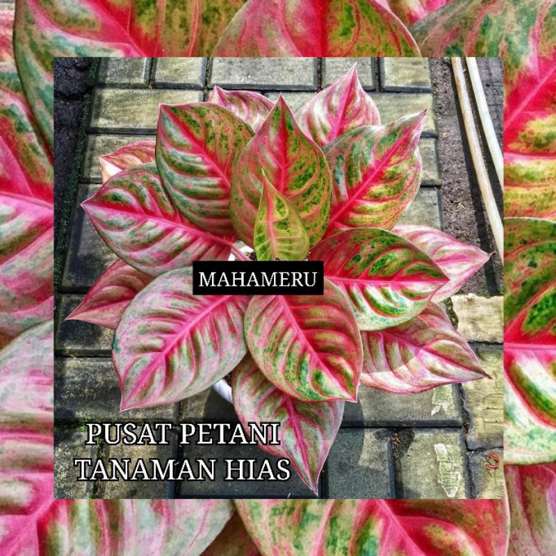 Bibit aglonema bonggol Mahameru