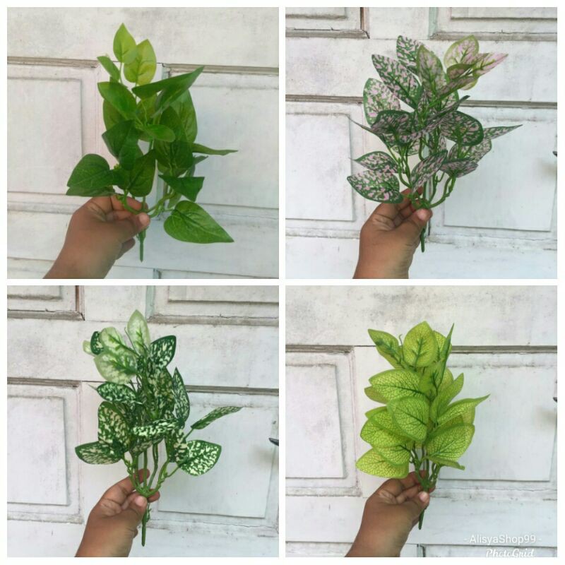 Daun Keladi Kecil Shopee Indonesia