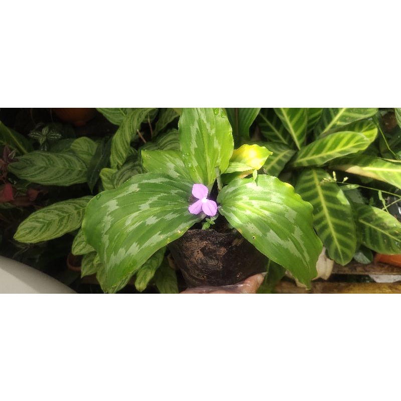 

peacock ginger calathea