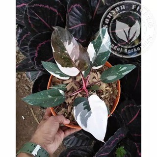 bonggol philo anderson varigata / philodendron anderson variegata