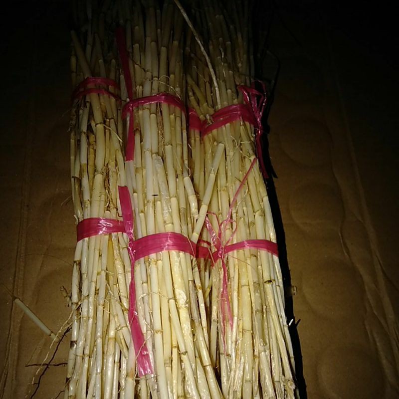 

Cogongrass / Bladygrass / Akar Alang Ilalang segar @