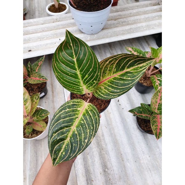 Aglonema Esmeralda Golden
