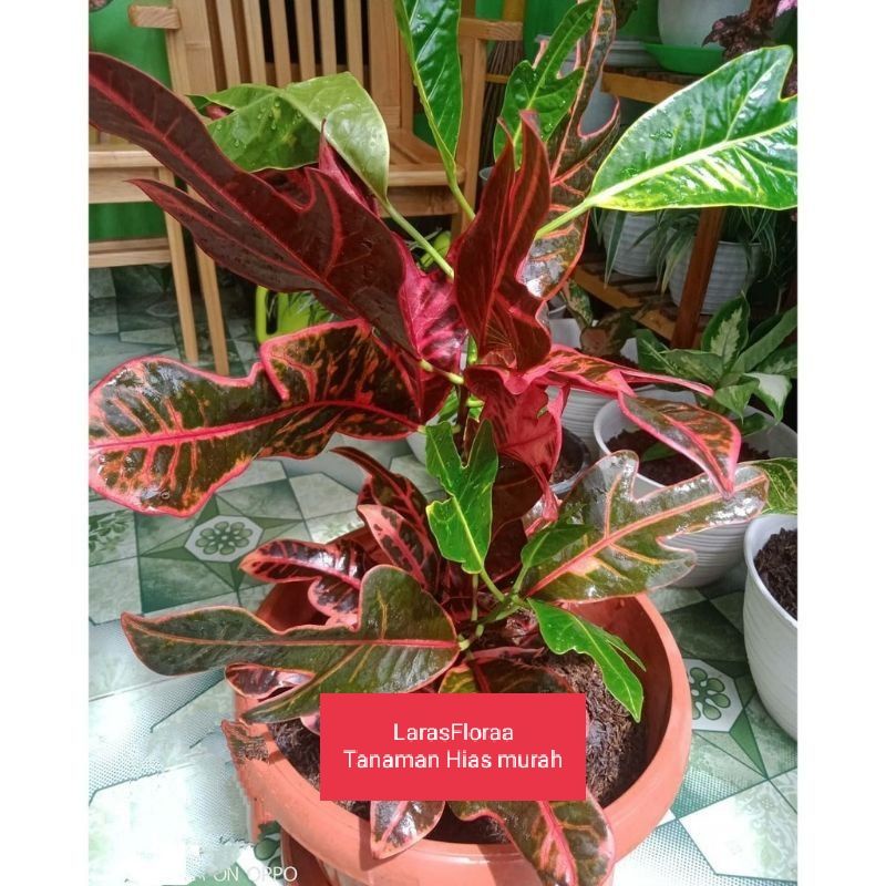 Tanaman Hias Puring Zet Merah / Pohon Puring Jet merah / Bunga Hias Puring merah