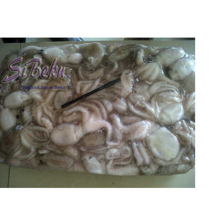GURITA KECIL SEGAR BEKUAN/OCTOPUS BABY FROZEN block 10Kg
