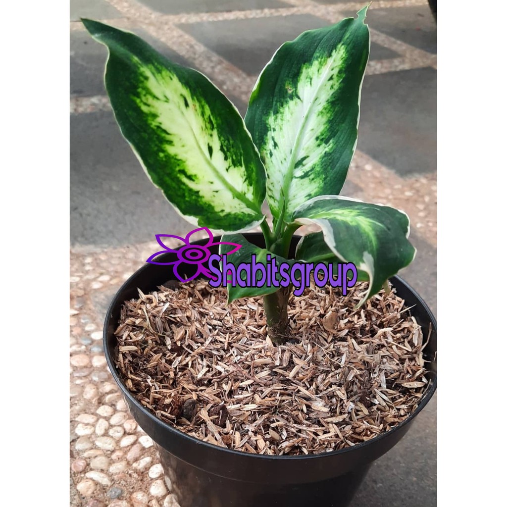 Tanaman hias dieffenbachia seguine varigata _ tanaman blanceng varigata