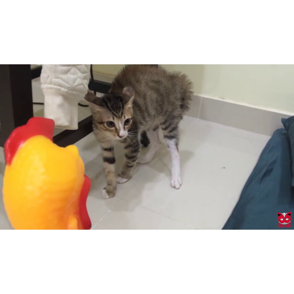 Mainan Kucing Bentuk Ayam Mencicit 17 cm/ 31 cm