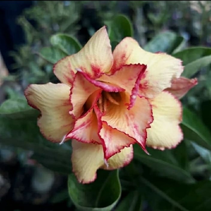

promo Bibit bunga kamboja adenium dea jang geum