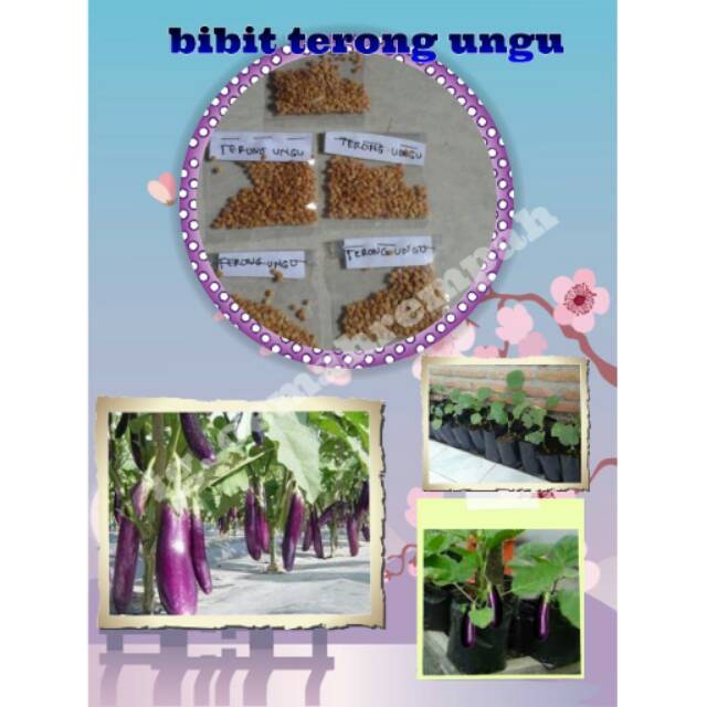 Bibit terong ungu, biji terong ungu, benih terong, bibit tanaman