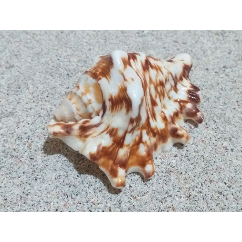 cangkang kerang lambis tedong ukuran L