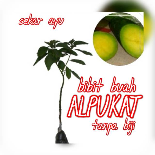 Bibit Buah Alpukat Tanpa Biji.