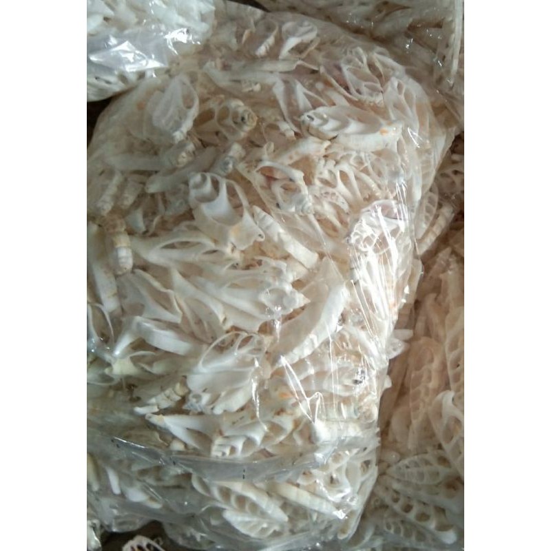 kerajinan kerang